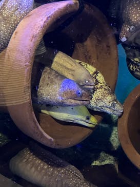 竹島水族館に投稿された画像（2024/9/7）