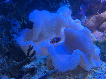 竹島水族館に投稿された画像（2024/9/7）