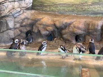 しながわ水族館に投稿された画像（2024/9/7）