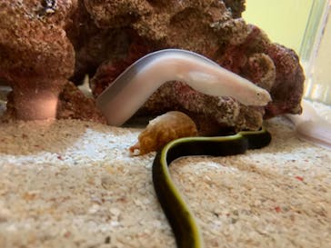 しながわ水族館に投稿された画像（2024/9/7）