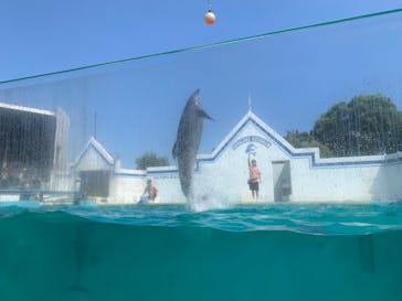 しながわ水族館に投稿された画像（2024/9/7）