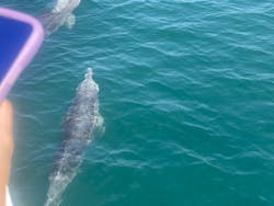 イルカウォッチング受付予約センターに投稿された画像（2024/9/7）