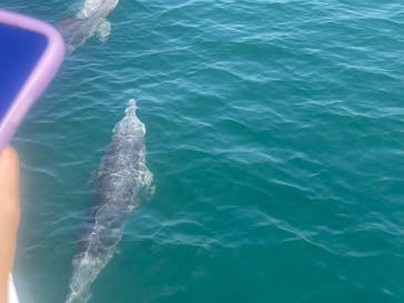 イルカウォッチング受付予約センターに投稿された画像（2024/9/7）