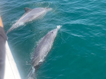 イルカウォッチング受付予約センターに投稿された画像（2024/9/7）