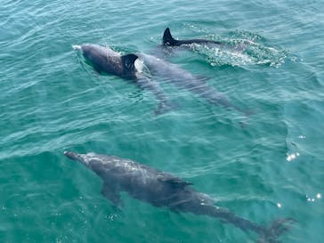 イルカウォッチング受付予約センターに投稿された画像（2024/9/7）