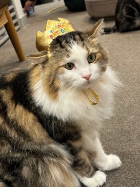 猫カフェモカ　渋谷公園通り店に投稿された画像（2024/9/7）