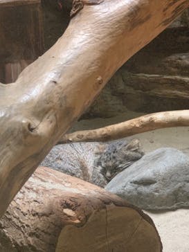 恩賜上野動物園に投稿された画像（2024/9/7）