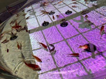 NARA KINGYO MUSEUMに投稿された画像（2024/9/7）