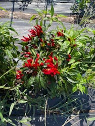 空と大地の丘森本農園に投稿された画像（2024/9/7）