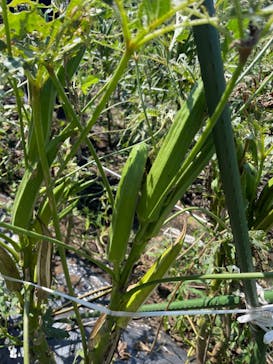 空と大地の丘森本農園に投稿された画像（2024/9/7）