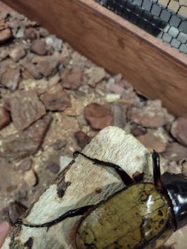 JOYPOLIS 特別イベントスペースに投稿された画像（2024/9/7）