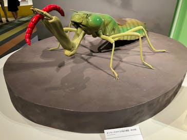 特別展「昆虫 MANIAC」（国立科学博物館）に投稿された画像（2024/9/7）