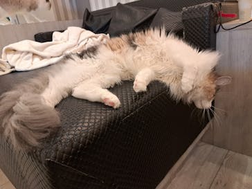 猫カフェモカ　アルシェ大宮店に投稿された画像（2024/9/7）