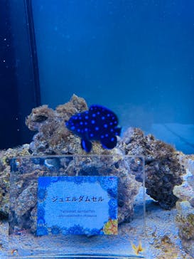 マクセル アクアパーク品川に投稿された画像（2024/9/7）