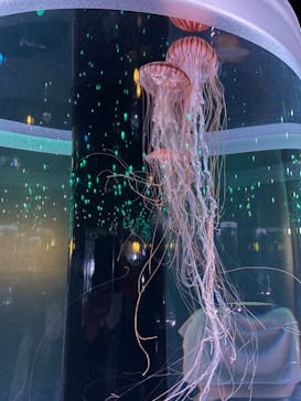 マクセル アクアパーク品川に投稿された画像（2024/9/7）