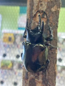 JOYPOLIS 特別イベントスペースに投稿された画像（2024/9/8）