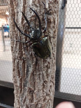 JOYPOLIS 特別イベントスペースに投稿された画像（2024/9/8）