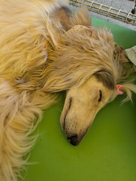 つくばわんわんランドに投稿された画像（2024/9/8）