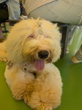 つくばわんわんランドに投稿された画像（2024/9/8）