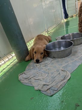 つくばわんわんランドに投稿された画像（2024/9/8）