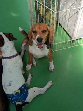 つくばわんわんランドに投稿された画像（2024/9/8）