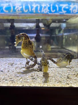 ゼロ距離水族館 伊勢シーパラダイスに投稿された画像（2024/9/8）