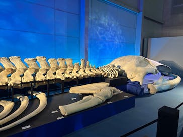 巨大恐竜展2024に投稿された画像（2024/9/8）