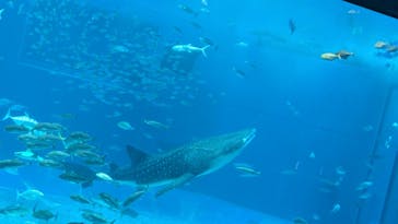 沖縄美ら海水族館に投稿された画像（2024/9/8）