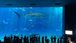 沖縄美ら海水族館に投稿された画像（2024/9/8）