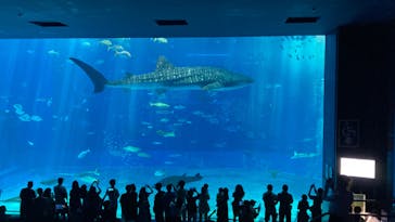 沖縄美ら海水族館に投稿された画像（2024/9/8）
