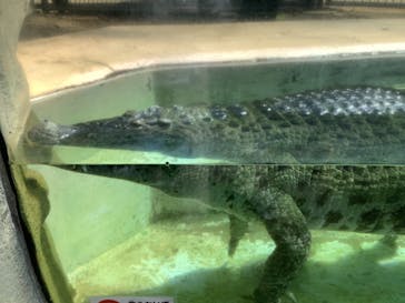 熱川バナナワニ園に投稿された画像（2024/9/8）