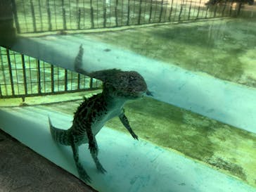 熱川バナナワニ園に投稿された画像（2024/9/8）