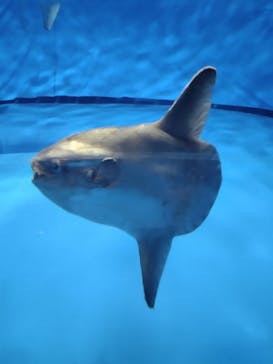 アクアワールド茨城県大洗水族館に投稿された画像（2024/9/8）
