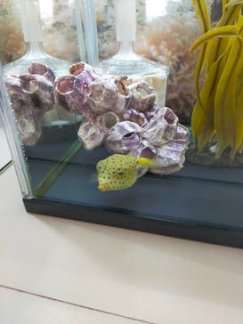 新江ノ島水族館に投稿された画像（2024/9/8）