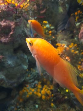 新江ノ島水族館に投稿された画像（2024/9/8）