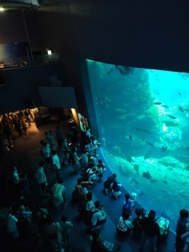 新江ノ島水族館に投稿された画像（2024/9/8）