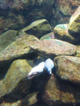 新江ノ島水族館に投稿された画像（2024/9/8）