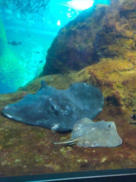 新江ノ島水族館に投稿された画像（2024/9/8）