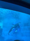 名古屋港水族館に投稿された画像（2024/9/8）