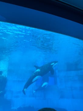 名古屋港水族館に投稿された画像（2024/9/8）