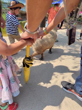 神戸どうぶつ王国に投稿された画像（2024/9/8）