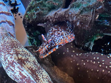 ゼロ距離水族館 伊勢シーパラダイスに投稿された画像（2024/9/8）