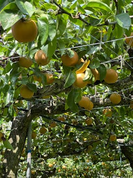 びわこもりやまフルーツランドに投稿された画像（2024/9/8）