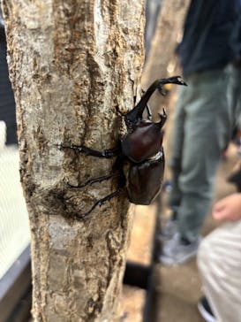 JOYPOLIS 特別イベントスペースに投稿された画像（2024/9/8）