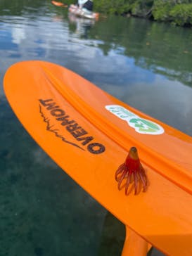 西表島 ADVENTURE PiPi（アドベンチャーピピ）に投稿された画像（2024/9/8）