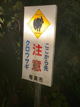 奄美ナイトツアーサービスに投稿された画像（2021/3/7）