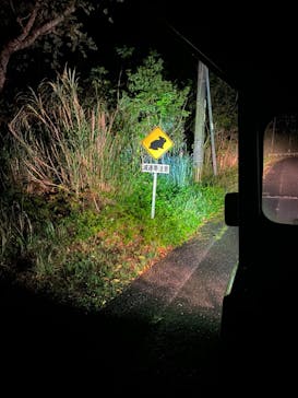 奄美ナイトツアーサービスに投稿された画像（2021/3/7）