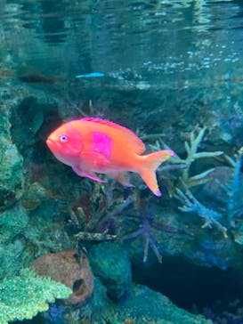 サンシャイン水族館に投稿された画像（2024/9/8）