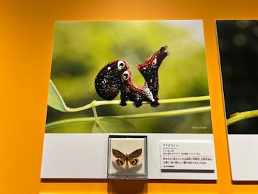 特別展「昆虫 MANIAC」（国立科学博物館）に投稿された画像（2024/9/8）