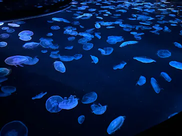 すみだ水族館に投稿された画像（2024/9/8）